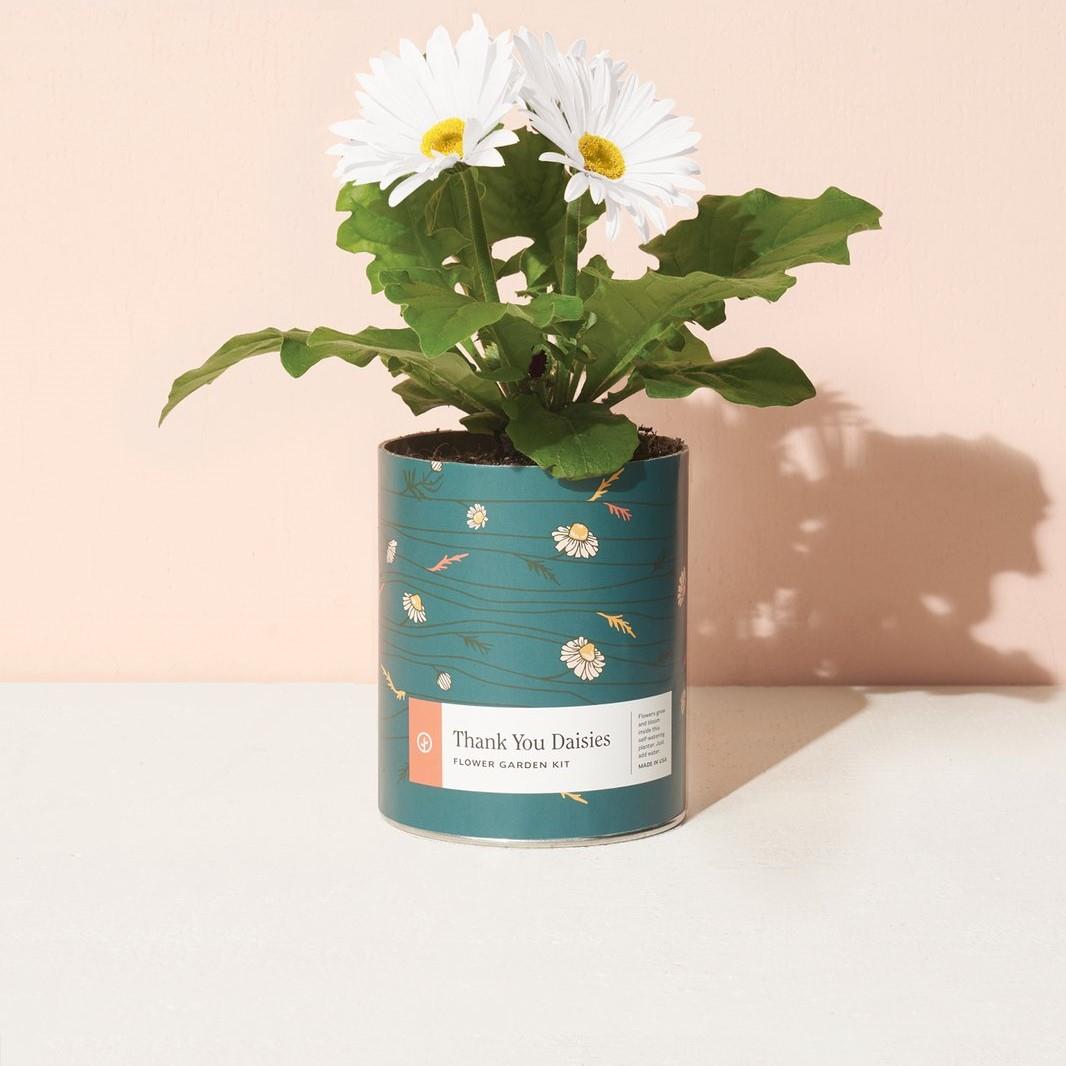 Good Neighbour | Modern Sprout Waxed Planter (Thank You Daisies)